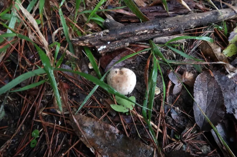 Agaricus comtulus 1 - IMG_4176